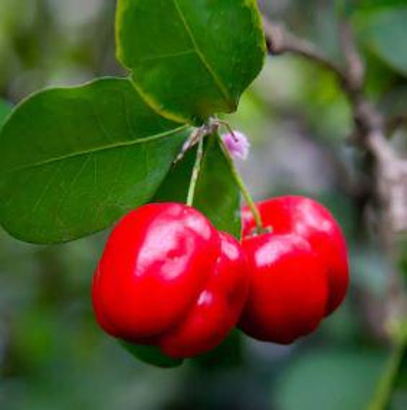 Barbados Cherry Plant Half Gallon Pot Malpighia emarginata Edible Fruit Shrub Fast Growing