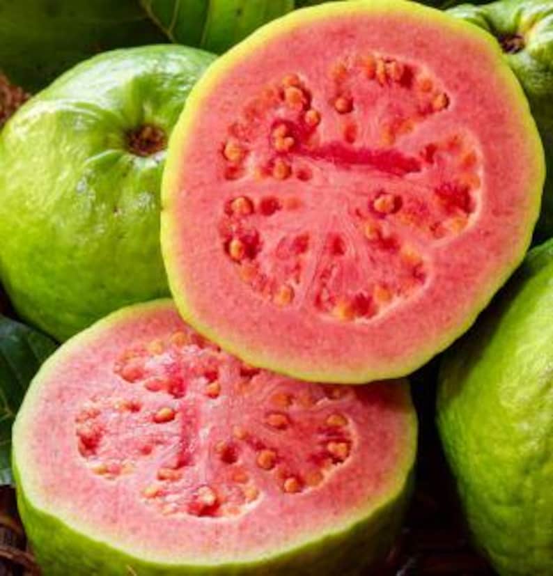 Large Pink Guava Tree in 1 Gal Pot, Fruiting Psidium guajava with Flowers, Tropical Fruit Tree for Garden or Container
