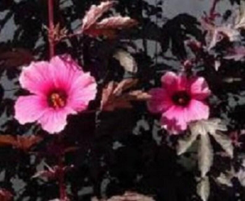 Hibiscus Mahogany Splendor Plant in 4 Inch Pot - Variegated Foliage & Red Flowers