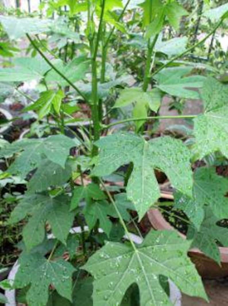 Organic Chaya Tree Spinach Live Plant in 4-Inch Pot - Mayan Spinach, Cnidoscolus aconitifolius, Easy to Grow, Organic, Nutrient-Rich