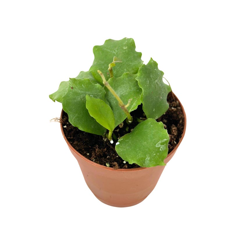 Hoya Endauensis Live Plant, Rooted Starter, Trailing Houseplant, Pet Friendly, 2-Inch Pot, Tropical Indoor Plant
