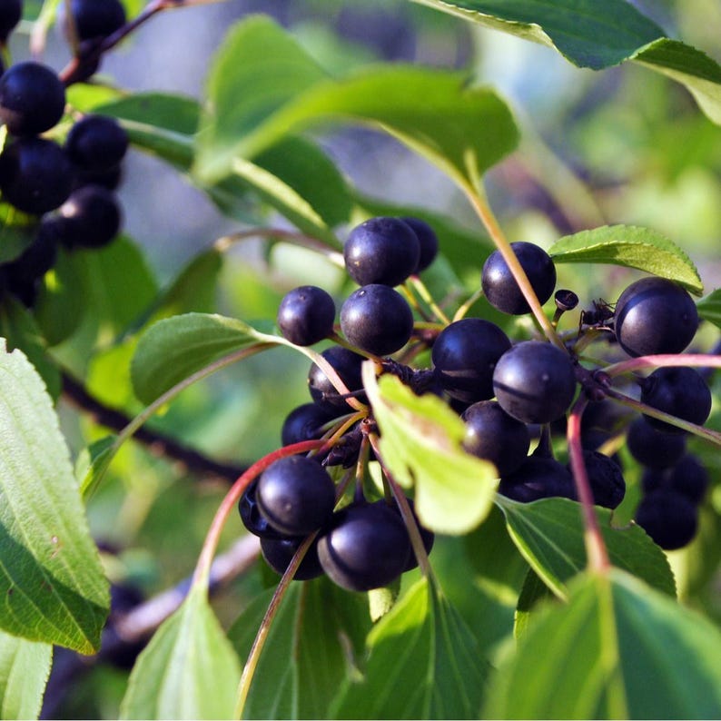 Wild Black Rum Cherry Tree 2 Foot - Prunus serotina - Fast Growing Sweet Dark Purple Cherries