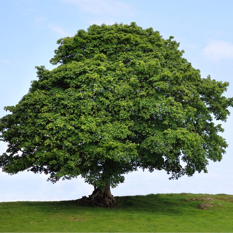 American Sycamore Tree 2-3' - Fast Growing Shade Tree, Platanus occidentalis