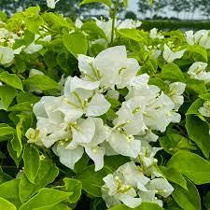 White Bougainvillea Plant in 3-Gallon Pot – Bougainvillea glabra – Full Sun Garden Accent