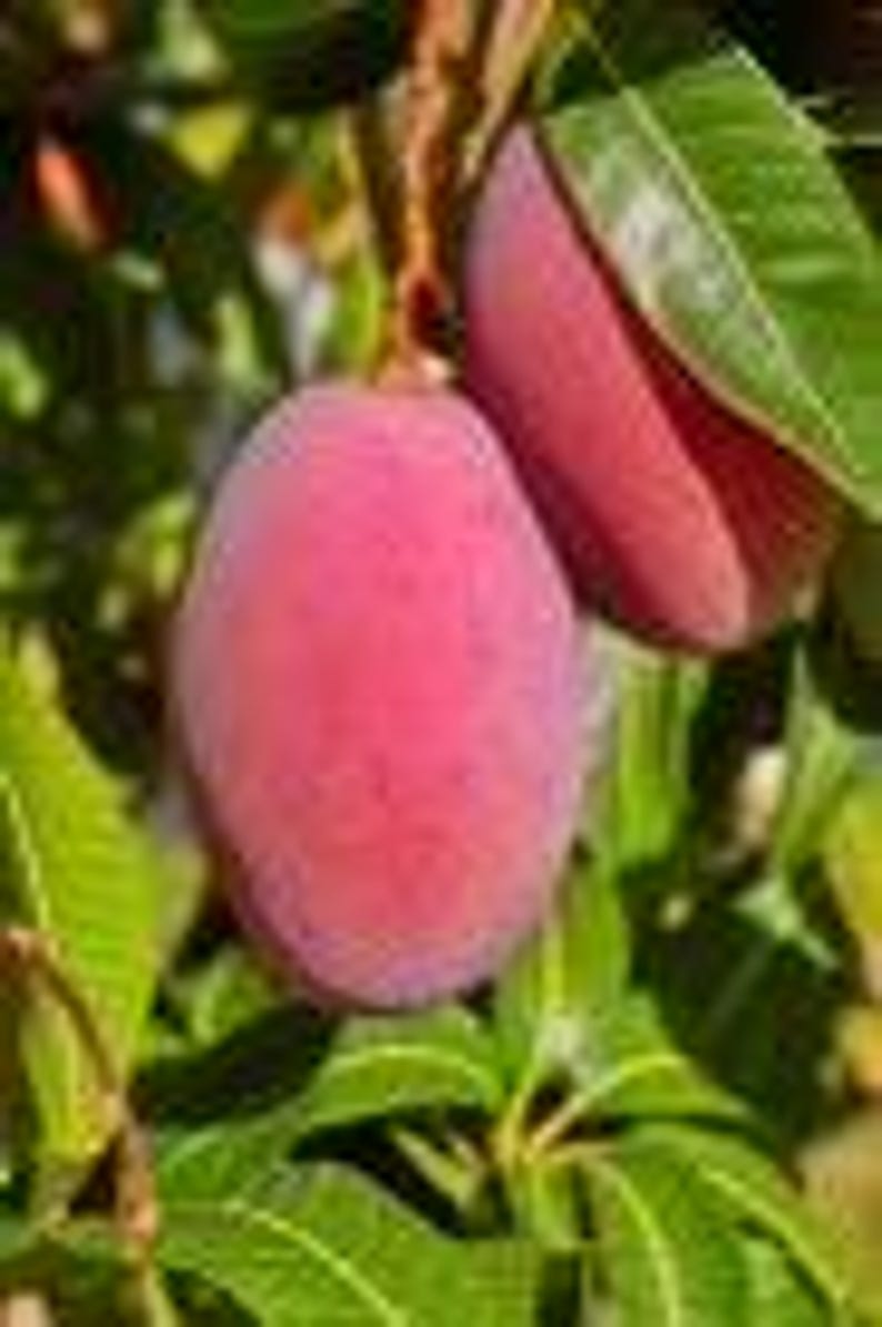 Grafted Tommy Atkins Mango Tree 1/2 Gallon - Medium to Large Juicy Fruit