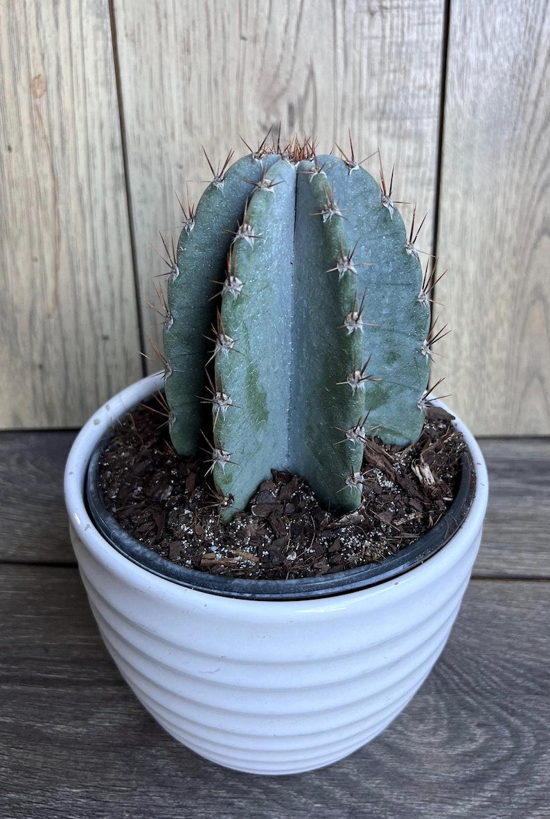 Cereus Peruvianus Cactus in 6" Pot, Giant Peruvian Apple, Indoor Outdoor Succulent, Cereus repandus Plant