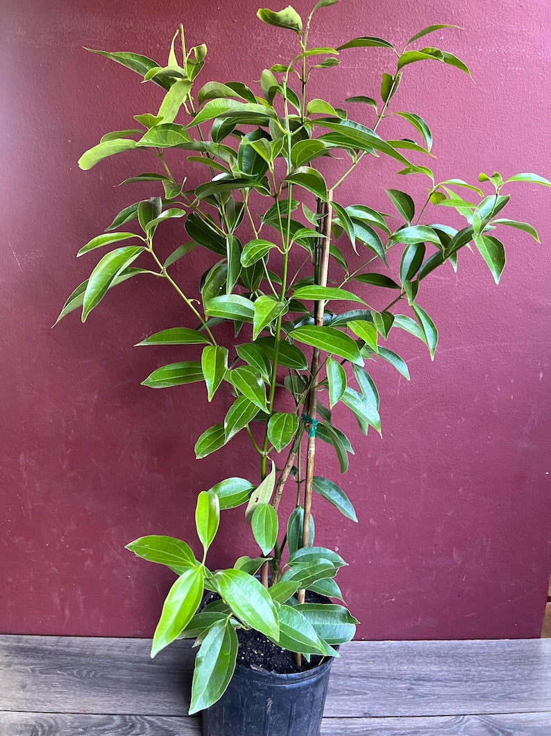 Ceylon Cinnamon Tree in 10" Pot | Cinnamomum zeylanicum | Aromatic Spice Plant for Culinary Use