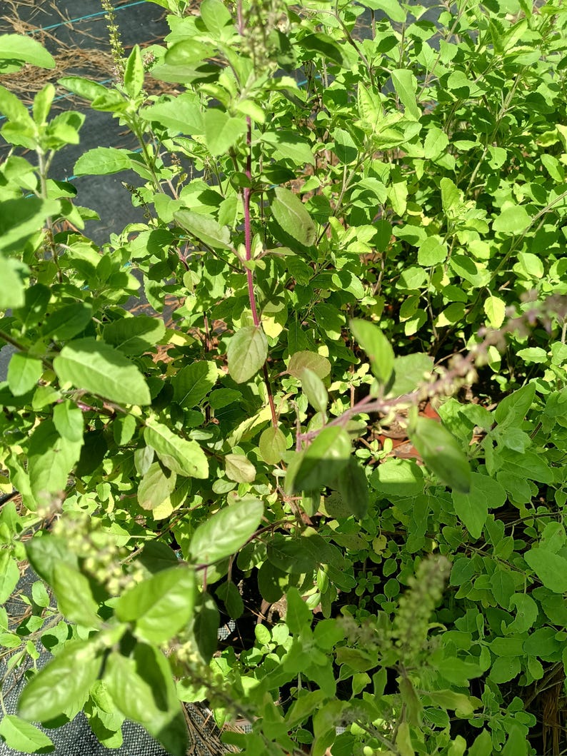 Large Rama Tulsi Plant in Half-Gallon Pot – Holy Basil, Ocimum sanctum, Bushy Green Stem Indoor Herb