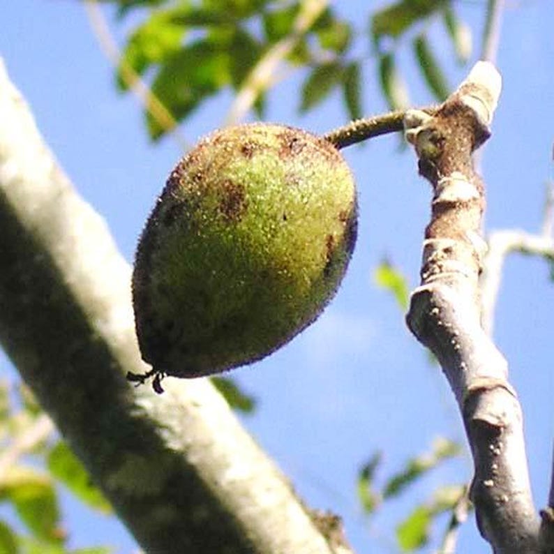 American Butternut Tree 2 Foot Juglans cinerea - Self-Pollinating, Cold-Hardy Nut Tree