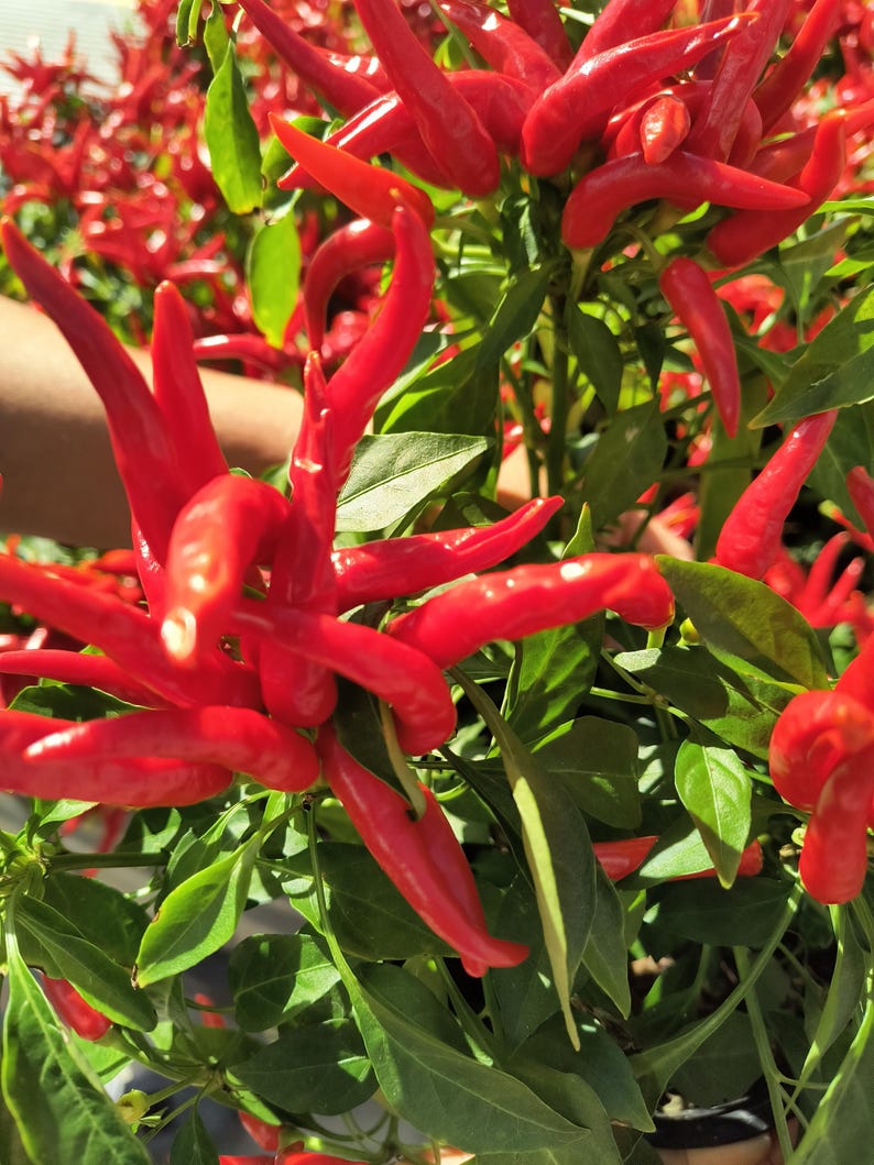 Ornamental Pepper Plant in Half Gallon Pot | Edible Capsicum annuum for Indoor & Outdoor Gardens