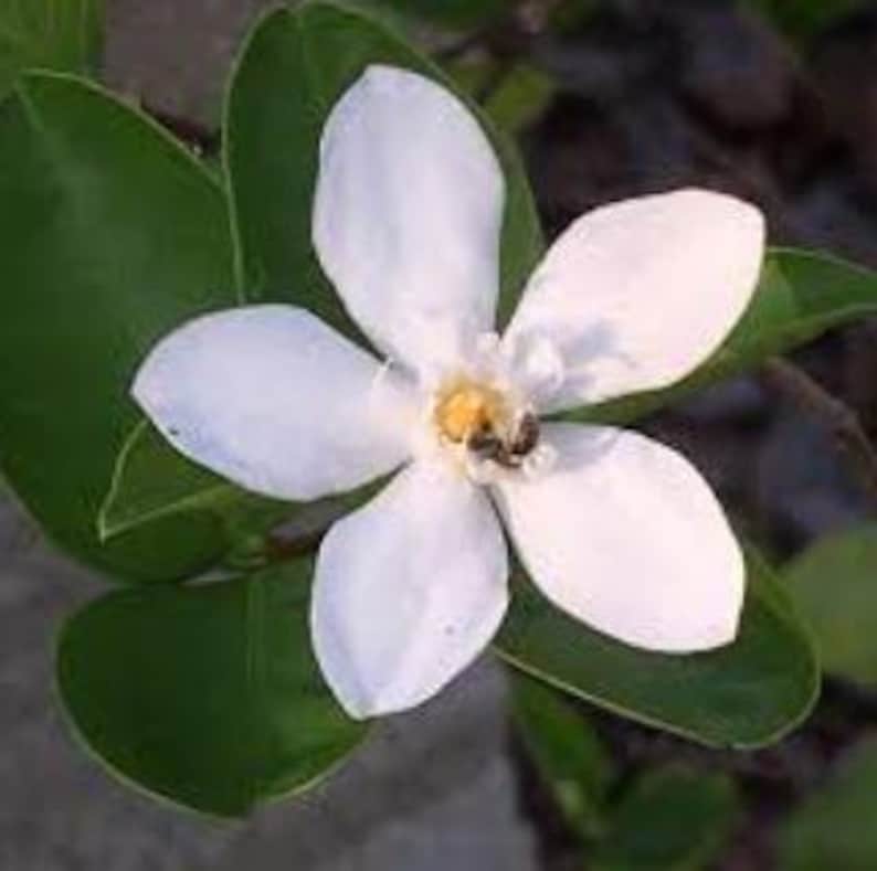 Arctic Snow Bush Flowering Plant in Half Gallon Pot, White Flowers, Drought Tolerant, Eriogonum niveum, Easy to Grow Pot Plant