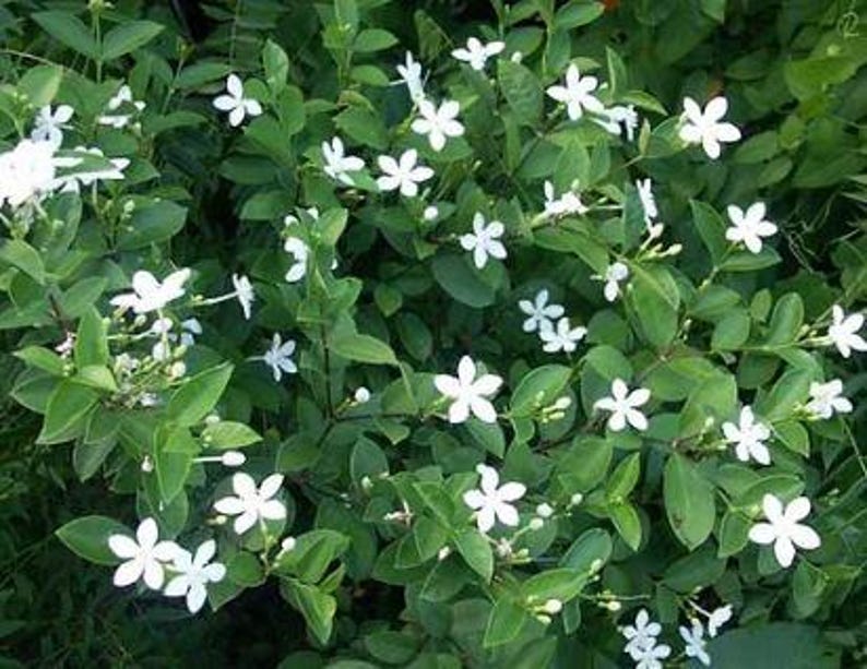 Arctic Snow Bush Flowering Plant in Half Gallon Pot, White Blooms, Easy to Grow, Eremophila nivea, Compact Shrub for Garden or Container