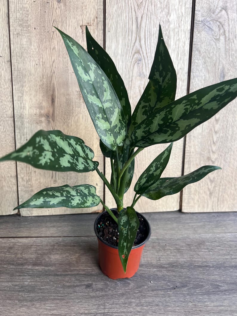 Aglaonema Maria Plant in 4" Pot - Colorful Chinese Evergreen Indoor Houseplant