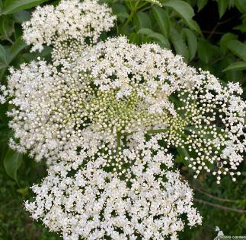 Elderberry Plant in Half Gallon Pot – Organic Sambucus nigra, 10-12 Inch Well-Rooted Starter for Garden or Landscape