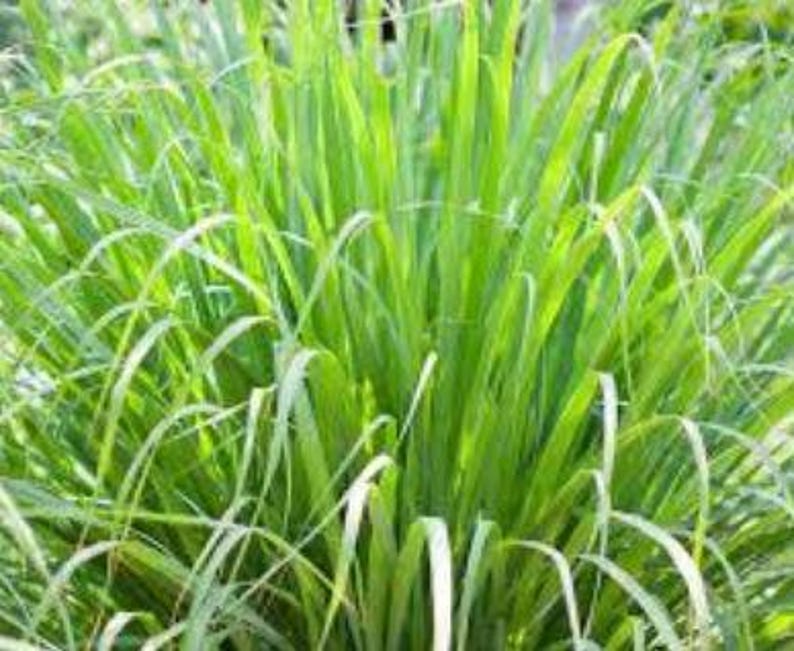 Organic Lemongrass Plant in Half Gallon Pot - Cymbopogon citratus - Culinary Herb for Cooking & Gardening