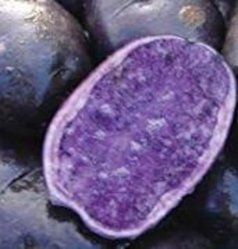 Organic Purple Potato Vine Cuttings - 6 Pack, Ipomoea batatas, Easy Propagation, Vibrant Purple Foliage, Climbing or Trailing Vine
