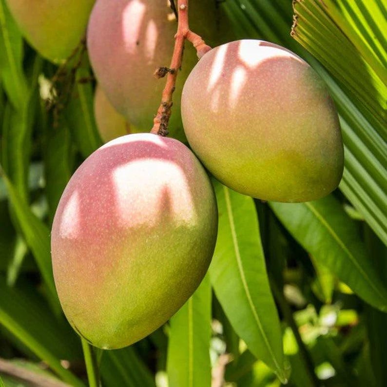 Grafted Mango Tree - 1 ft - Karen Michelle Variety - Mangifera indica - Live Plant in 3-Gallon Pot
