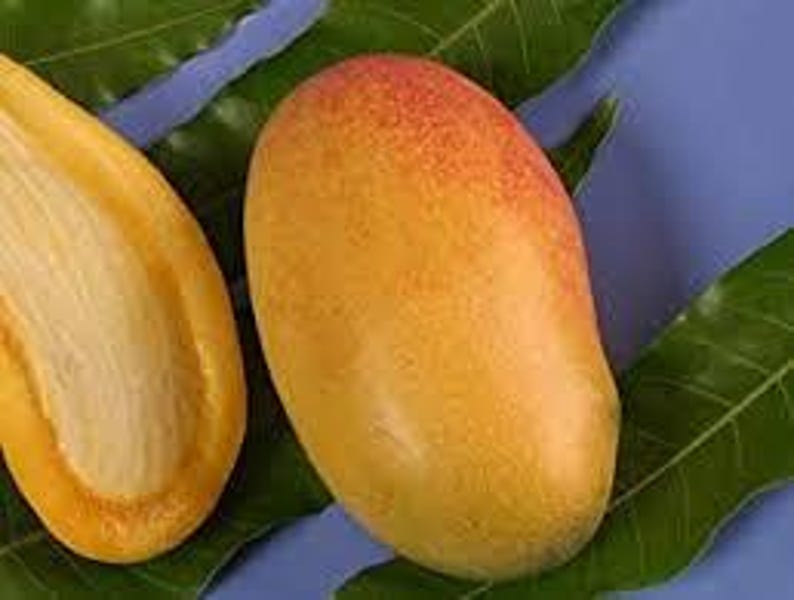 Grafted Lemon Meringue Mango Tree - 1-2 ft in 3-Gallon Pot - Mangifera indica - Tropical Fruit Tree