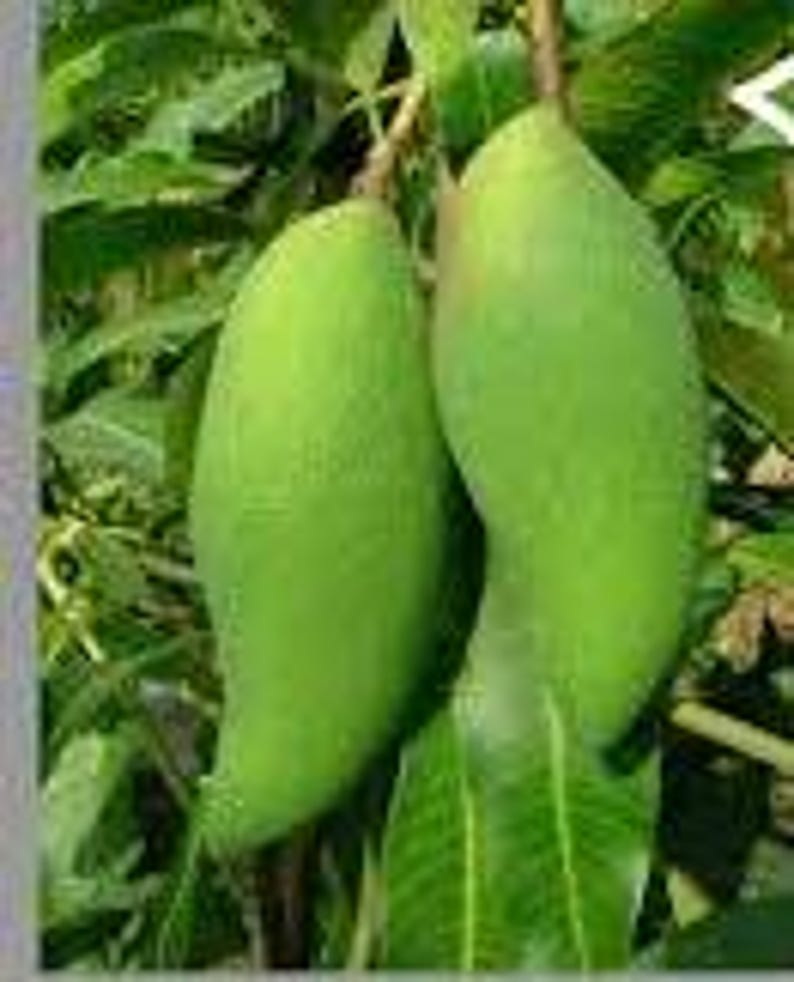 Grafted Falan Sea Mango Tree - Rare Thai Variety - Live Plant in 6" Pot - Mangifera indica