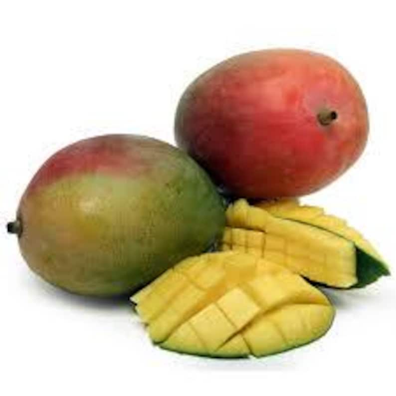 Haden Mango Tree - Grafted 1-2 Ft Tall in 3 Gallon Pot - Mangifera indica Florida Variety