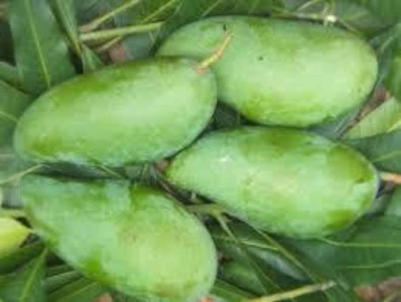 Grafted Mango Tree 1ft in 6" Pot – Sweet Thai Mango – Mangifera indica – Fruit Tree for Garden or Container