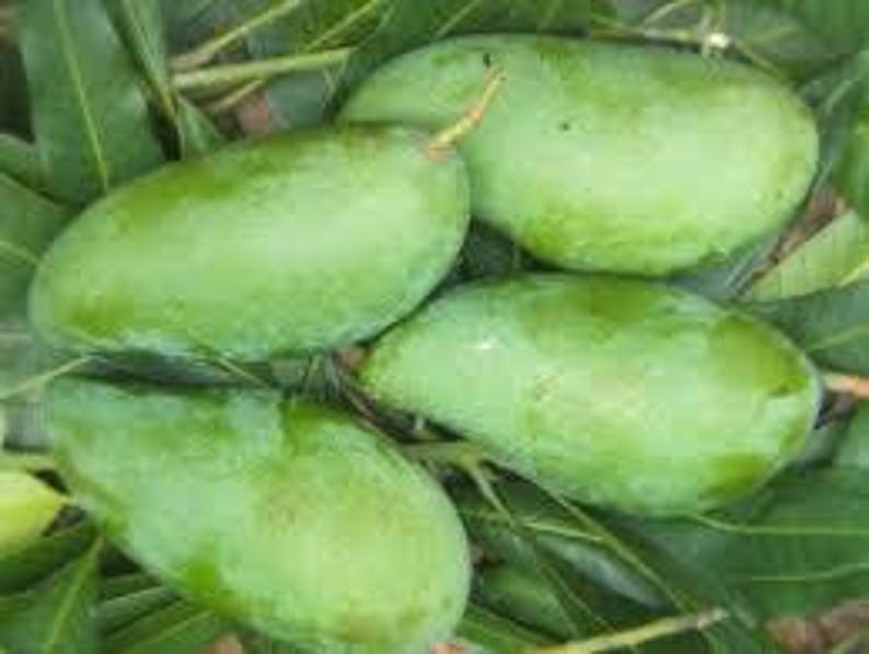 Grafted Mango Tree 3-4 ft in 3-Gallon Pot | Thai MUN KUN SI Mangifera indica with Fiberless Sweet Fruit