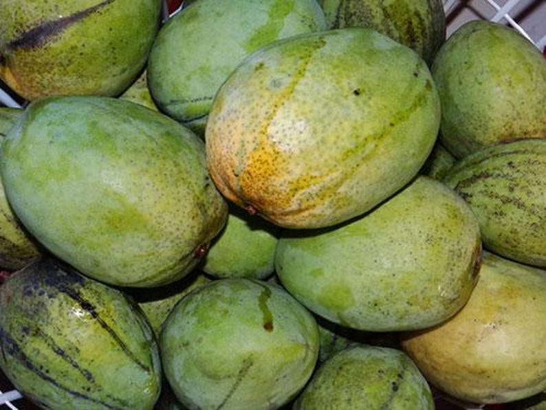 Grafted Julie Mango Tree - 1-2 ft Live Plant in 6" Pot - Sweet Flavorful Fruit - Mangifera indica