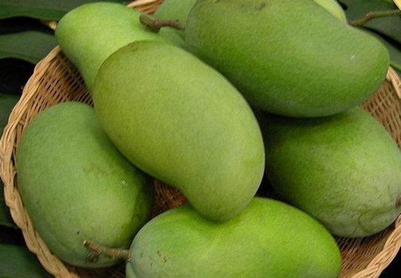Okrung Mango Tree Grafted Live Plant – 3 to 4 Feet Tall – Mangifera indica – Tropical Fruit Tree in 3-Gallon Pot