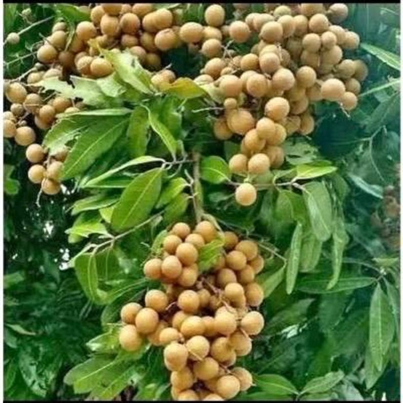Kohala Longan Tree in 1/2 Gallon Pot - Air Layered Tropical Fruit Plant