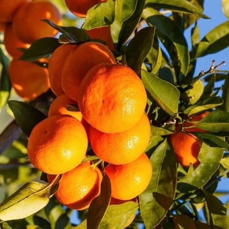 Owari Tangerine Tree 1/2 Gal Pot - Cold Hardy Citrus for Florida Gardens
