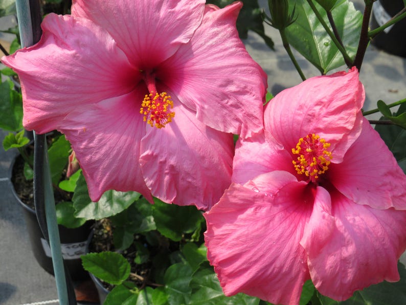 Hibiscus Plant 3 Gallon Live in Pot Pink 'Agnes Gault' Hibiscus rosa-sinensis Tropical Flowering Plant