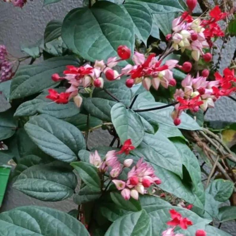 Red-Purple Bleeding Heart Vine Climbing Plant in 3-Gallon Pot Clerodendrum thomsoniae Exotic Clusters
