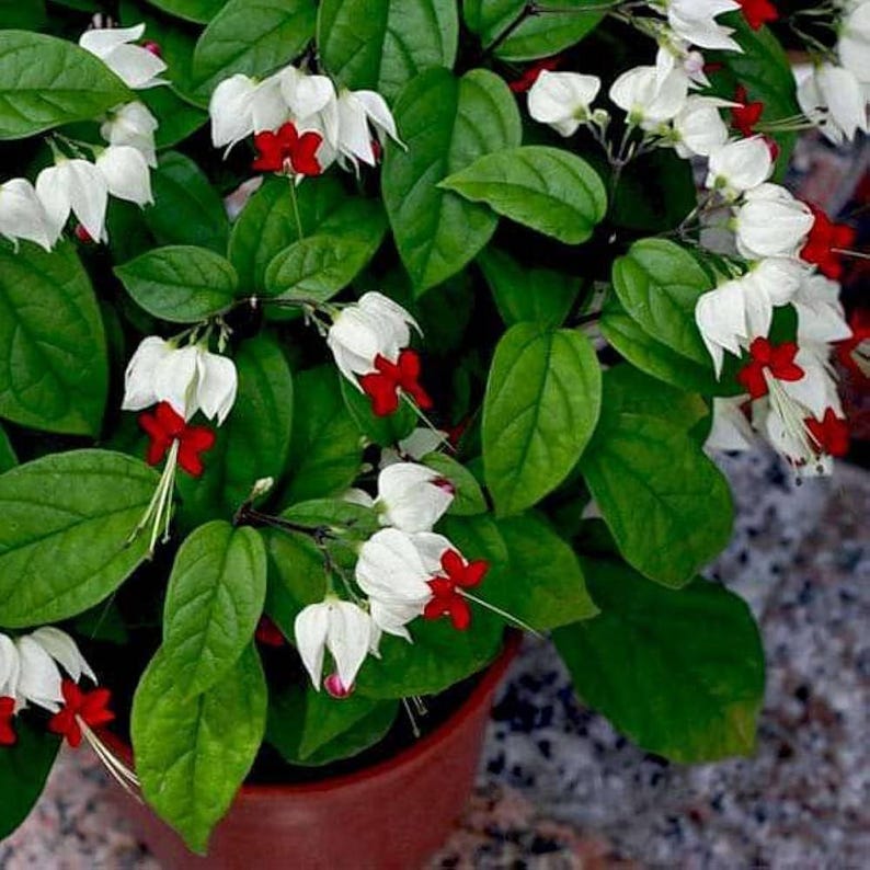 White-Red Bleeding Heart Vine 3" Pot Clerodendrum thomsoniae Climbing Exotic White Red Flowers Indoor Outdoor