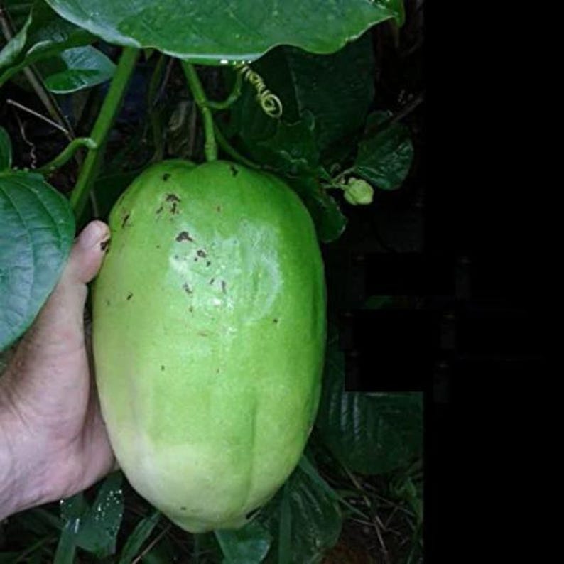 Giant Passion Fruit Plant - 3 Gal Pot - Ruby Glow Variety - Passiflora phoenicea - Edible Fruit & Vibrant Flowers