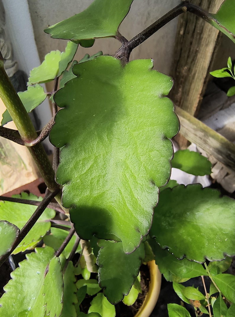 Organic Miracle Leaf Plant - 5 Leaves Succulent - Kalanchoe Pinnata - Leaf of Life - Indoor Outdoor Gardening