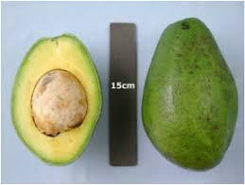 Grafted Simon Avocado Tree - 2 Feet Tall - Simmonds Variety - Potted in 3Gal - Creamy Flavor, Compact, Fruit-Bearing