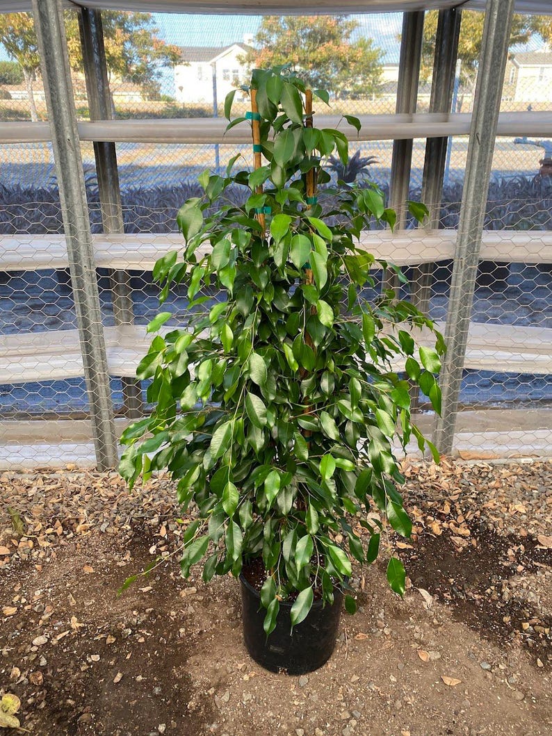 Ficus Benjamina Midnight Indoor Plant – 3ft Tall in 3-Gallon Pot – Houseplant, Low Maintenance, Air Purifying, Glossy Green Leaves