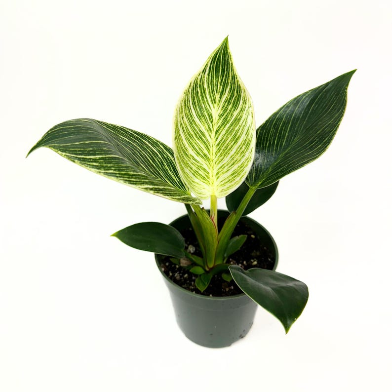 Philodendron Birkin Live Plant – 4 Inch Rooted Variegated White Pinstripe Tropical Houseplant
