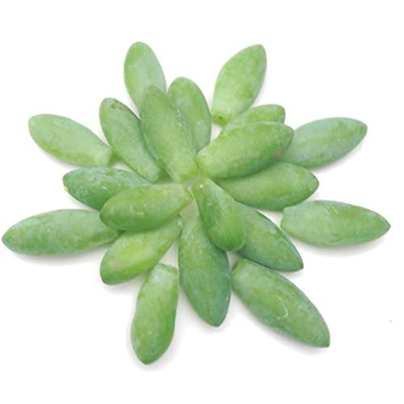 20 Organic Burro's Tail Leaves for Propagation - Sedum morganianum Succulent Cuttings