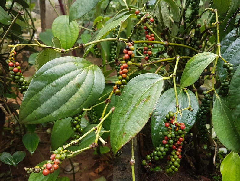 Large Black Pepper Plant in 10" Pot - Piper nigrum Tropical Vine with Heart-Shaped Leaves