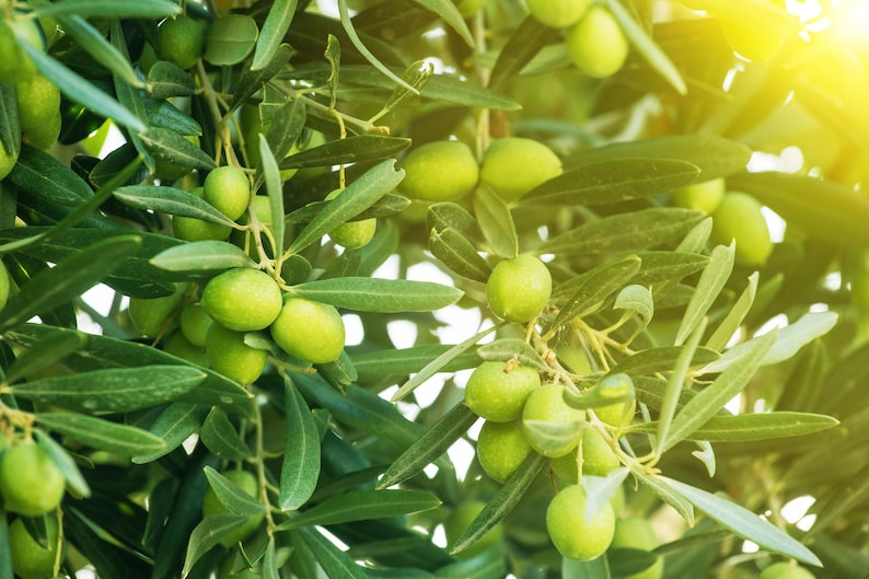 Arbequina Olive Tree in Half Gallon Pot - Olea europaea - Small House Plant