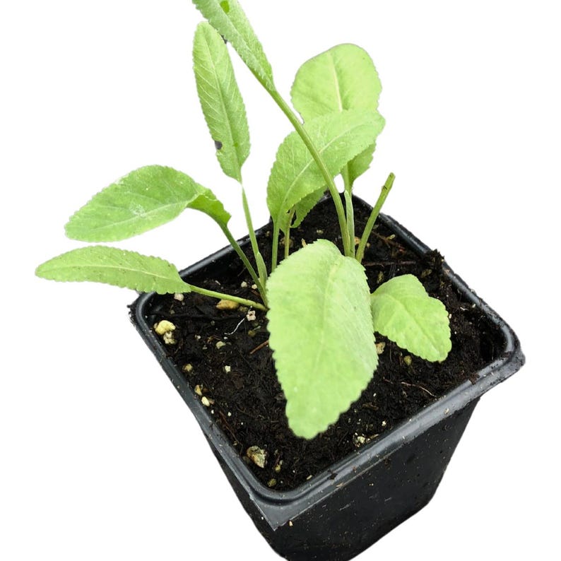Organic Costmary Plant in 2.5-Inch Pot, Aromatic Perennial, Tanacetum balsamita, Yellow Flowers, Alecost, Bible Leaf