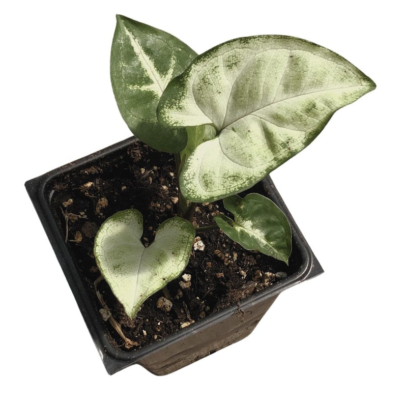 Organic Arrowhead Plant Syngonium podophyllum 2.5-inch Pot Indoor Houseplant