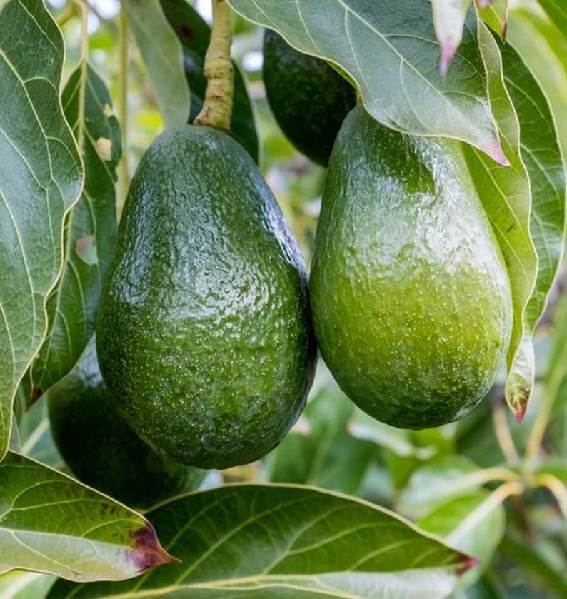 Grafted Day Avocado Tree 2ft Tall in 3Gal Pot - Persea americana, Cold Tolerant, Container Fruit Tree
