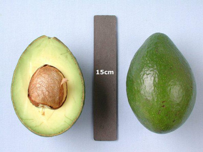 Grafted Booth8 Avocado Tree 3-Gallon Pot, Persea americana, 2 Feet Tall, Home Garden, Fruit Tree