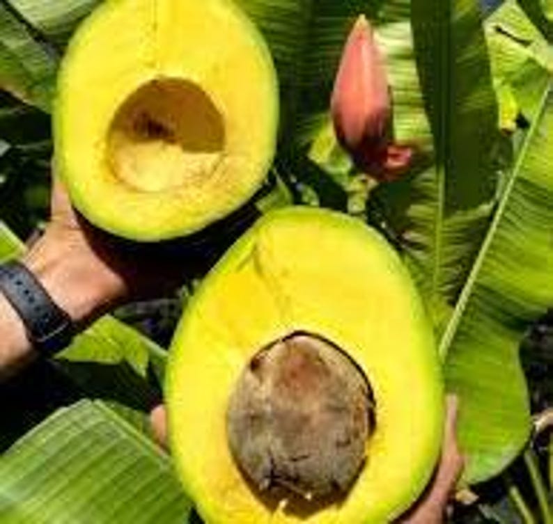 Grafted Marcus Pumpkin Avocado Tree in 3-Gallon Pot – Large Fruit, Persea americana, 3-4 ft Tall