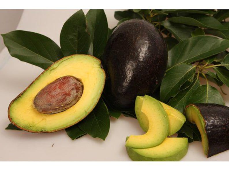 Oro Negro Avocado Tree Grafted 3-4 Ft in 3-Gallon Pot Persea americana Rich Creamy Flesh