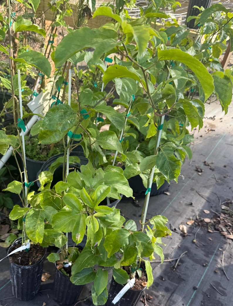 Yellow Passion Fruit Vine Live Plant, 2-3ft Climbing Passiflora edulis Tropical Fruit Plant