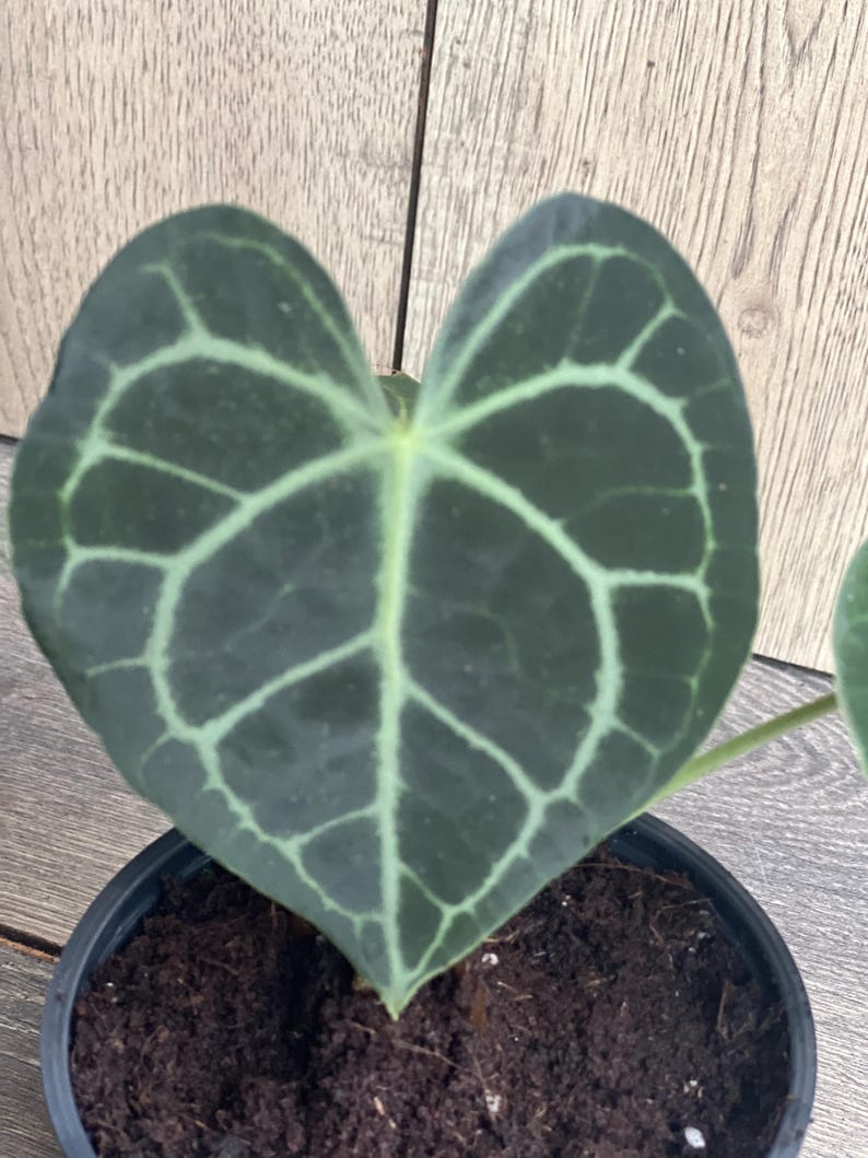 Anthurium Clarinervium 4" Pot - Rare Aroid Houseplant with Heart-Shaped Leaves