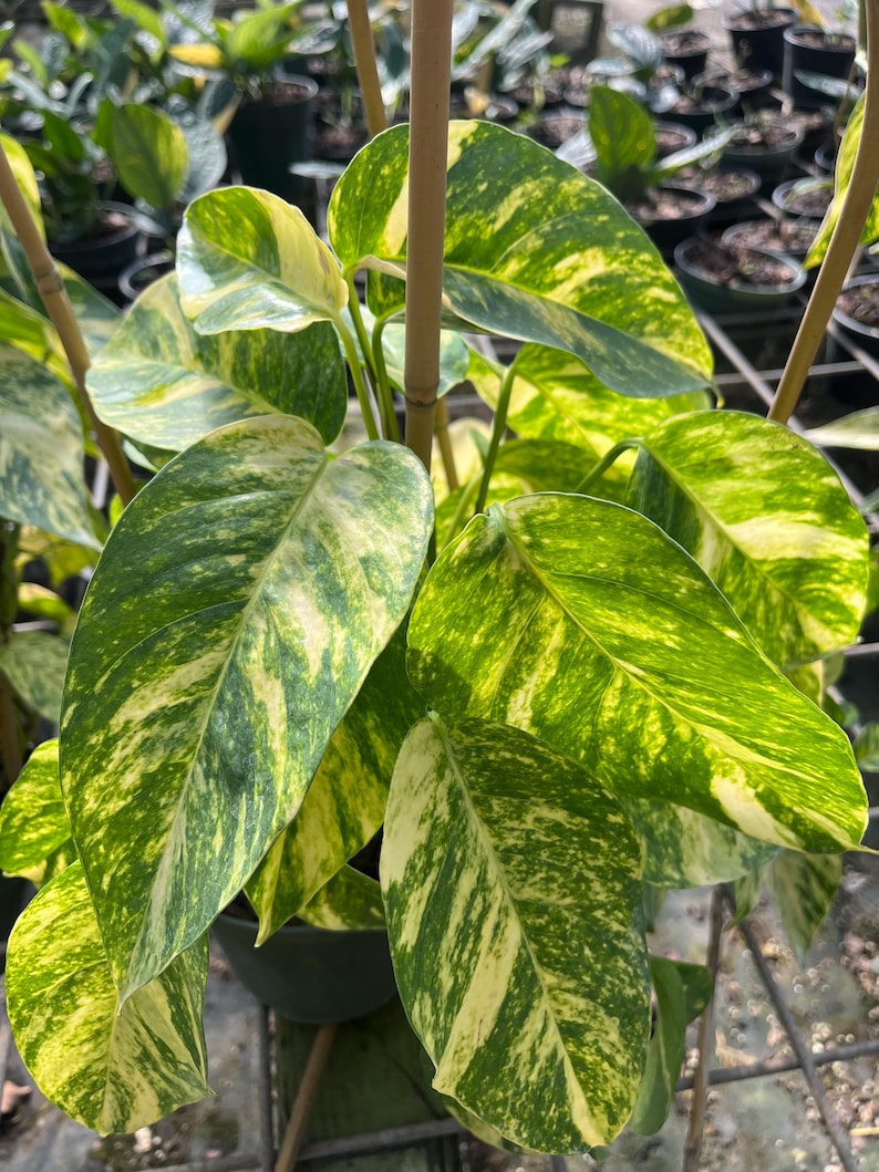 Epipremnum Pinnatum Yellow Flame Plant in 4" Pot | Variegated Indoor Houseplant